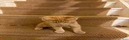 Maine Coon cats for sale: Maine coon kittens  - Advert 6