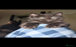 Mixed Breed cats for sale: Spynx X maincoon  - Image 11