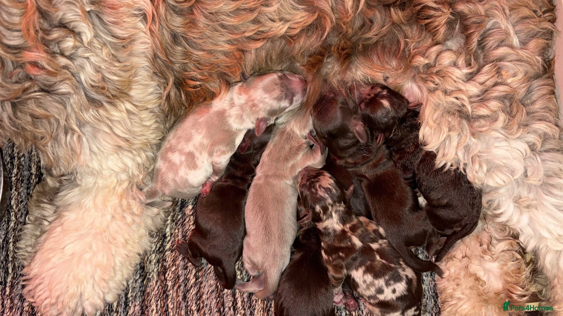 Labradoodle dogs ** RARE CHOC-PHANTOM & MERLE F2 LABRADOODLES ** - Advert 2