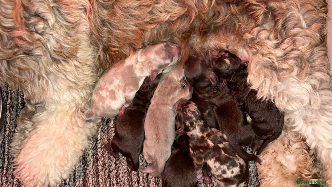 Labradoodle dogs for sale: ** RARE CHOC-PHANTOM & MERLE F2 LABRADOODLES ** - Advert 2