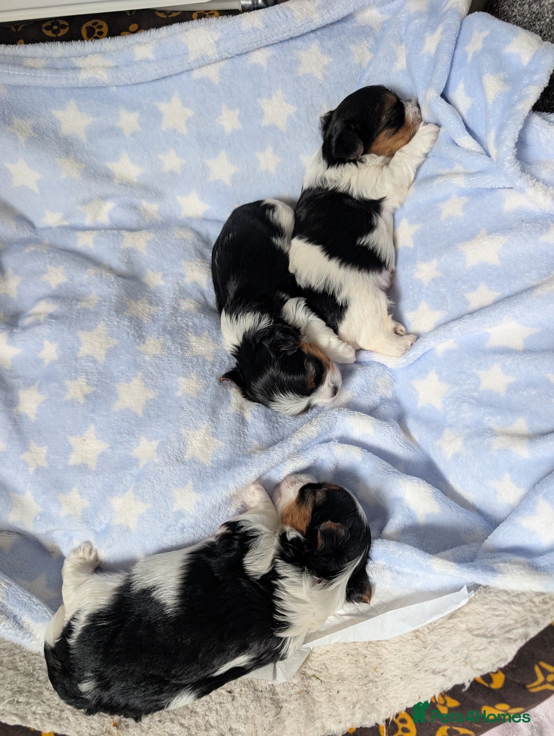 Biewer Terrier dogs for sale: Biewer terrier puppies  - Image 4