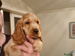 Cocker Spaniel dogs - Advert 13