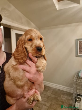 Cocker Spaniel dogs - Advert 11
