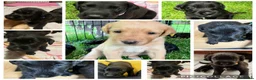 Labradoodle dogs for sale: Labrador x poodle Puppy looking for home!  - Advert 30