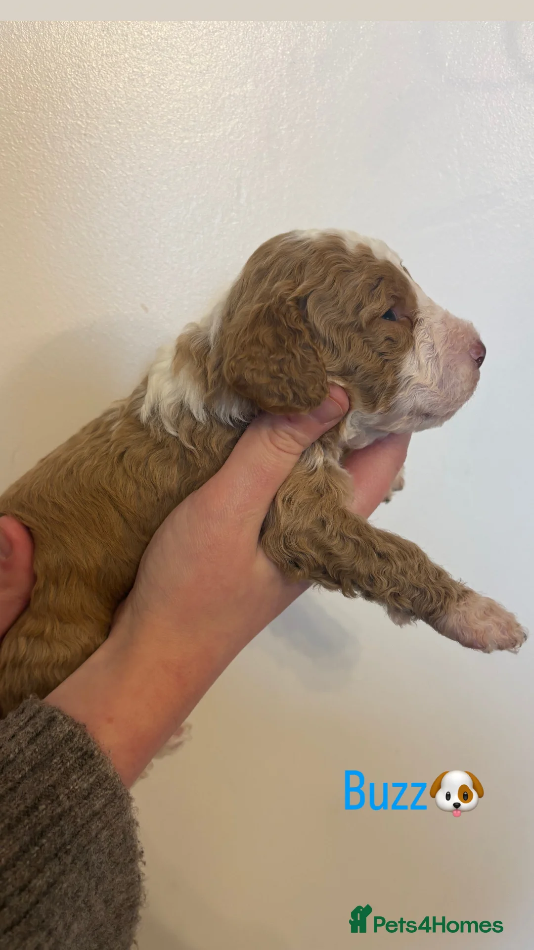 Cockapoo dogs for sale: 🐶🐾Cockapoo puppies🐶🐾 - Advert 8