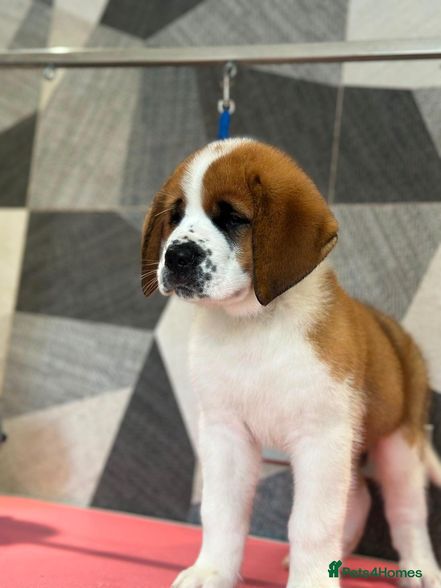 Saint Bernard dogs Show quality saint you won’t be disappointed  - Advert 12