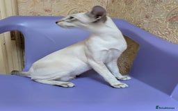 Siamese cats for sale: Siamese Kittens For Sale. - Image 19