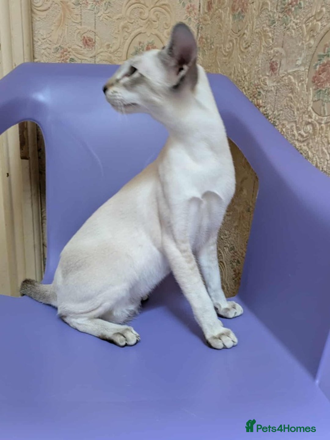 Siamese cats for sale: Siamese Kittens For Sale. - Image 19