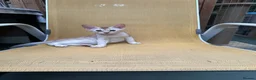 Abyssinian cats for sale: Abyssinian kittens  - Advert 2