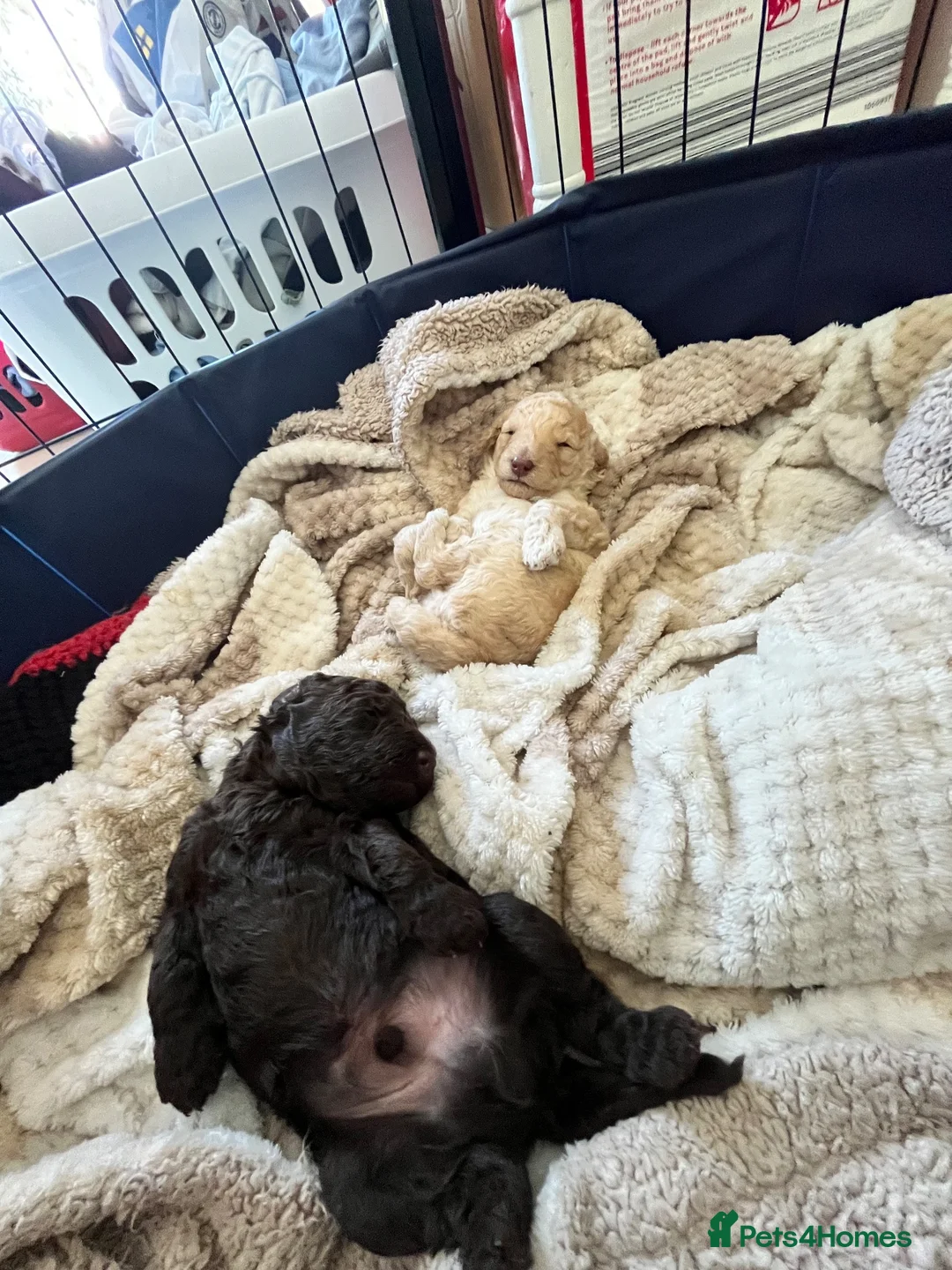 Miniature Poodle dogs for sale: Miniature poodle puppies  - Advert 13