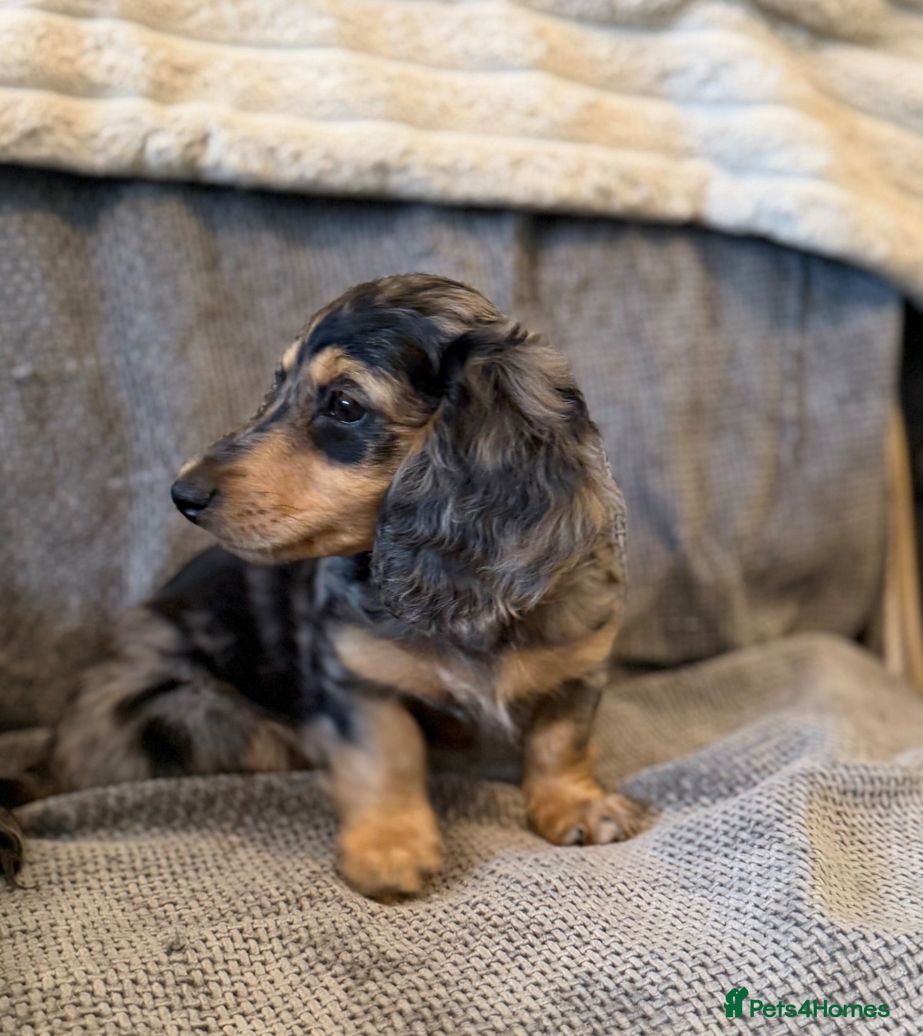 Miniature Dachshund dogs Quality miniature dachshund puppy ⭐  - Advert 2