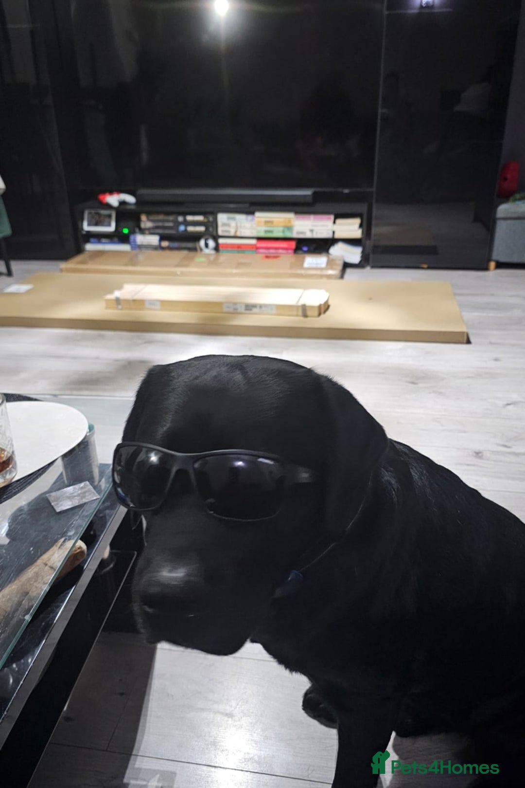 Labrador Retriever dogs for stud: Proven Fully DNA Tested for Stud in Harlow - Advert 32