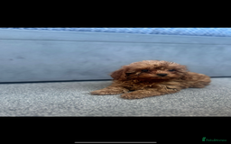 Cavapoo dogs for sale: Stunning health tested f1 Cavapoos ready now  - Image 9