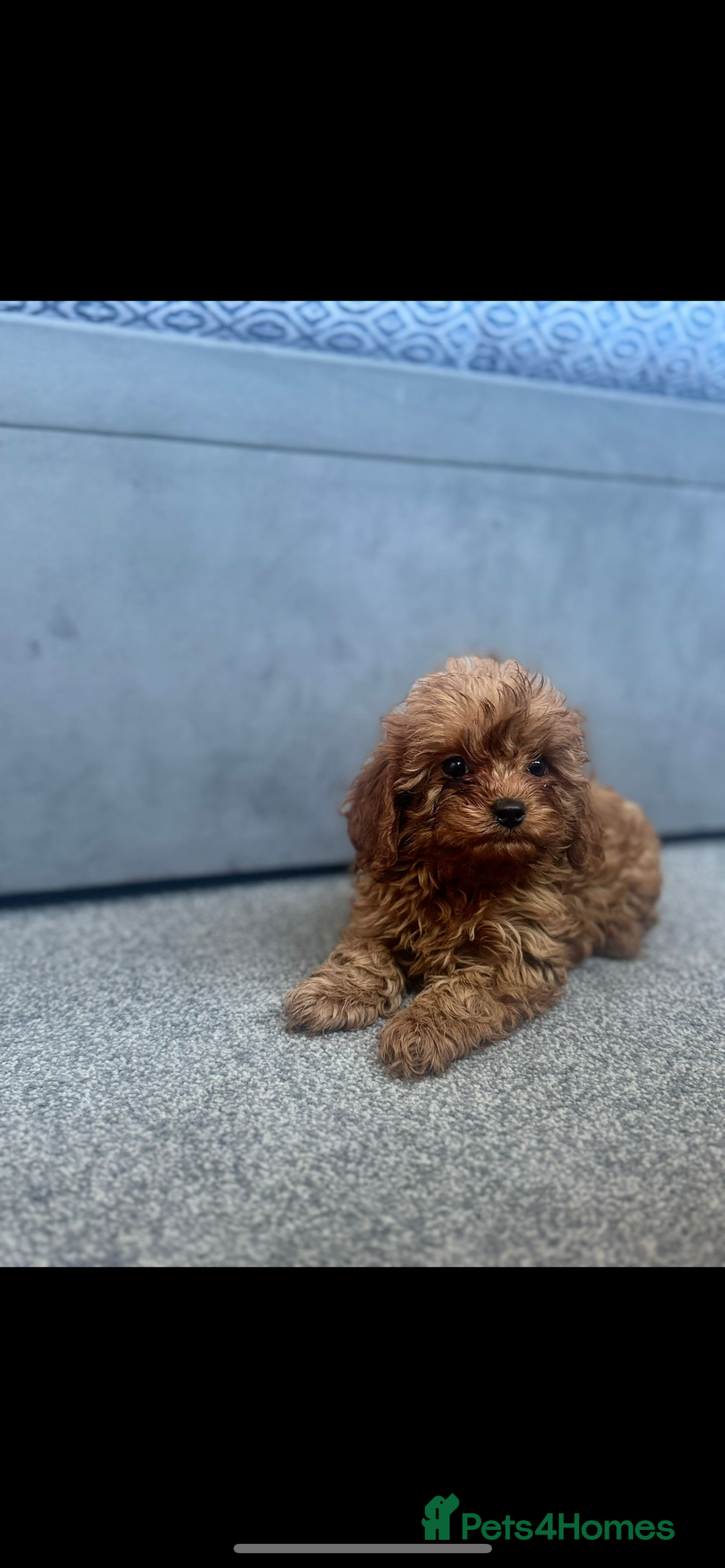 Cavapoo dogs for sale: Stunning health tested f1 Cavapoos ready now  - Image 9