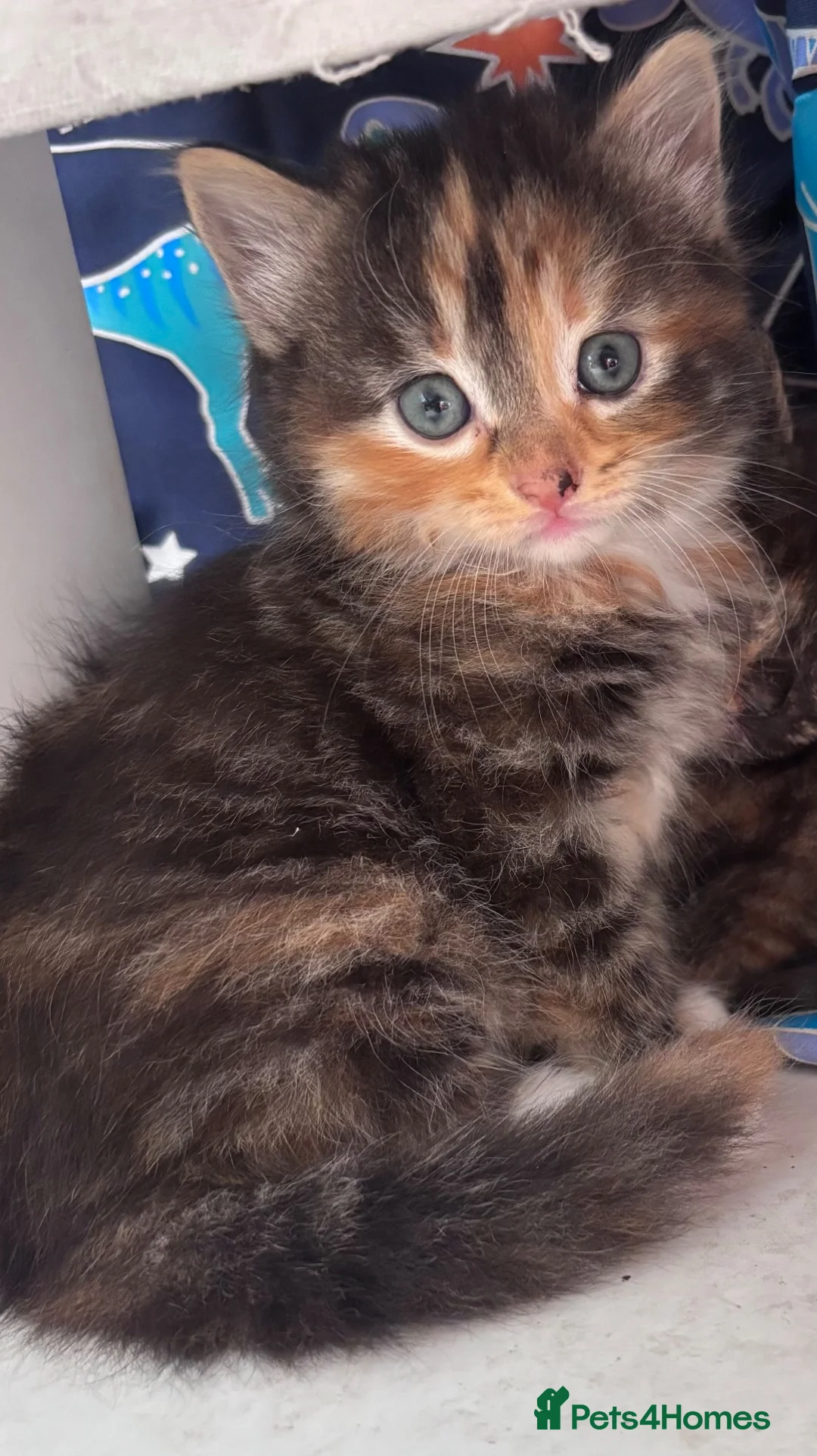Mixed Breed cats for sale: Beautiful fluffy kittens - Advert 2