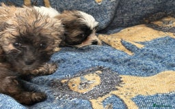 Mixed Breed dogs for sale: Hypoallergenic teddy puppies  in Lincoln - Image 10