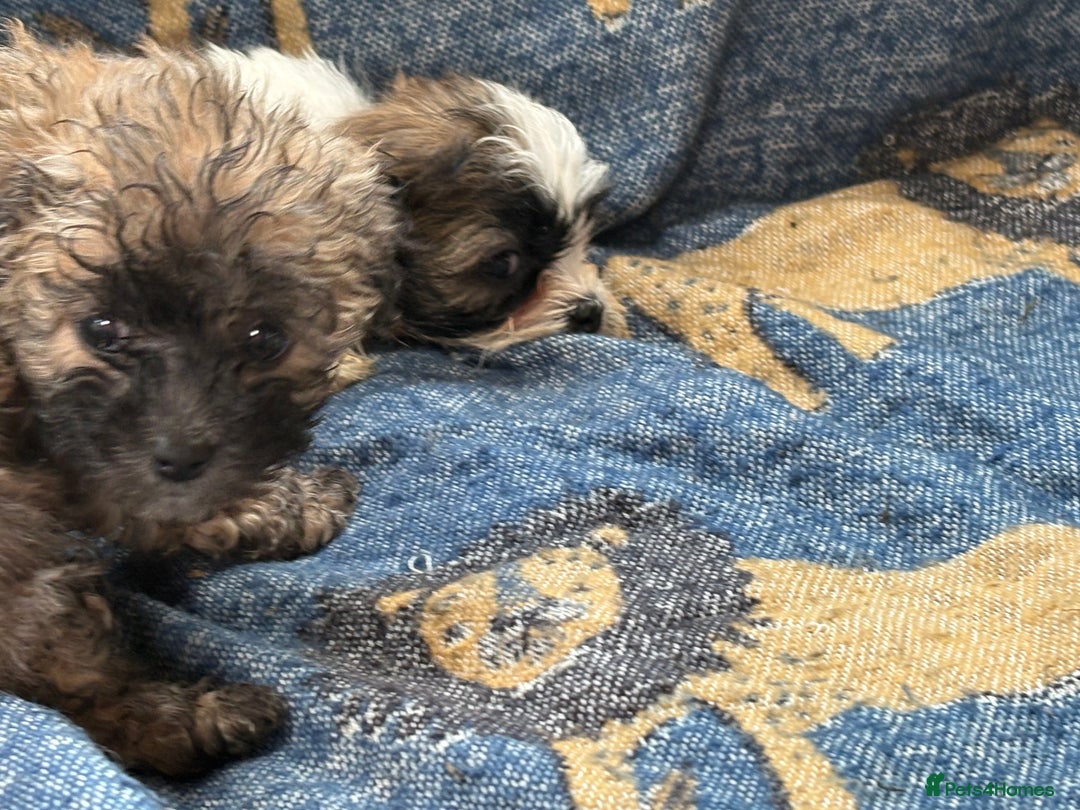 Mixed Breed dogs for sale: Hypoallergenic teddy puppies  in Lincoln - Image 10