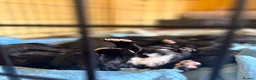 Mixed Breed dogs for sale: Bocker puppies (Beagle x Sprocker Spaniel)  - Advert 15