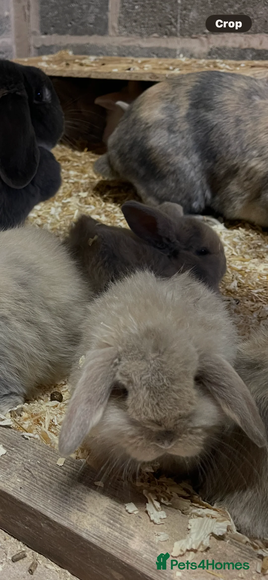 Mini Lop rabbits for sale: Mini lops - Advert 1