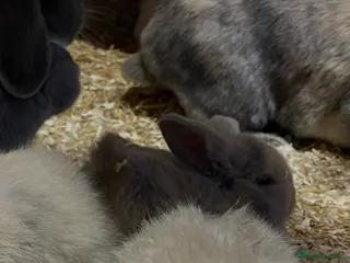 Mini Lop rabbits Mini lops - Advert 1