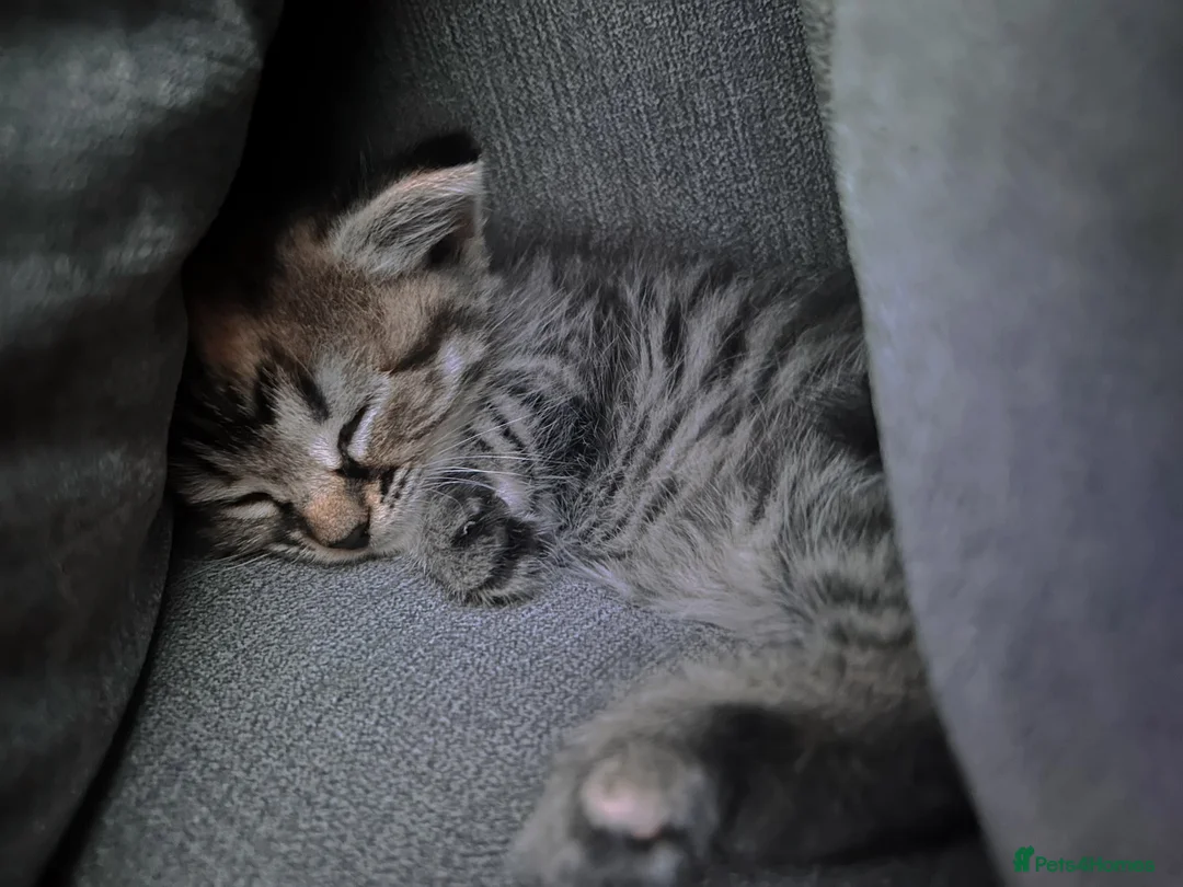 Domestic Shorthair cats for sale: Beautiful little boy ready for his forever home 😍 - Advert 6