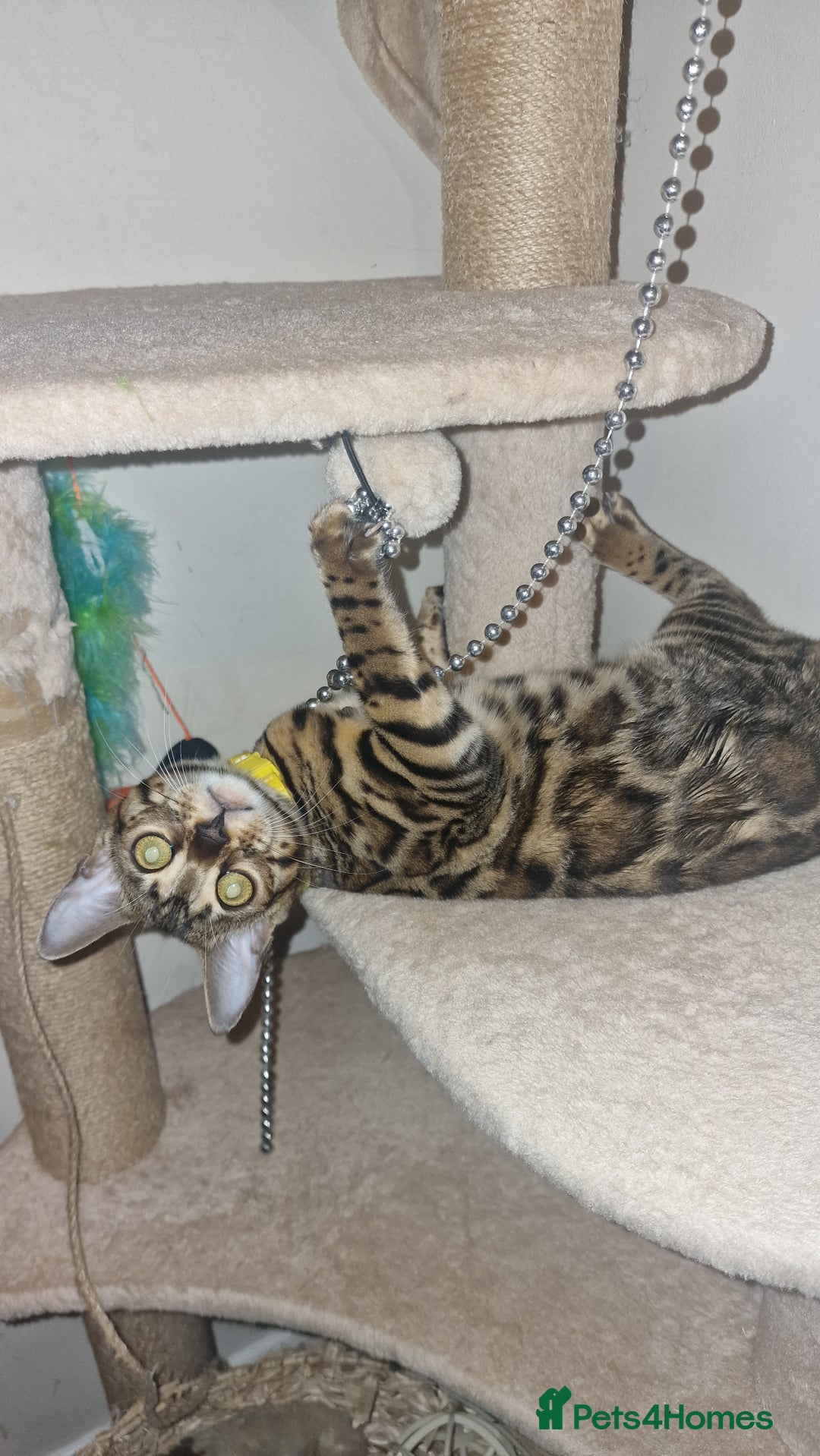 Bengal cats for sale:  🌟 Stunning Bengal Kittens  🌟 🥰🥰 - Advert 28