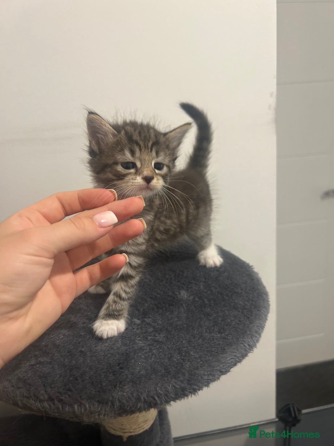 Bengal cats for sale: 7 bengal cross kittens  - Image 1