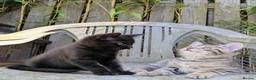 Bengal cats for sale: Brown Bengal boys and black melanistic girl  - Advert 7