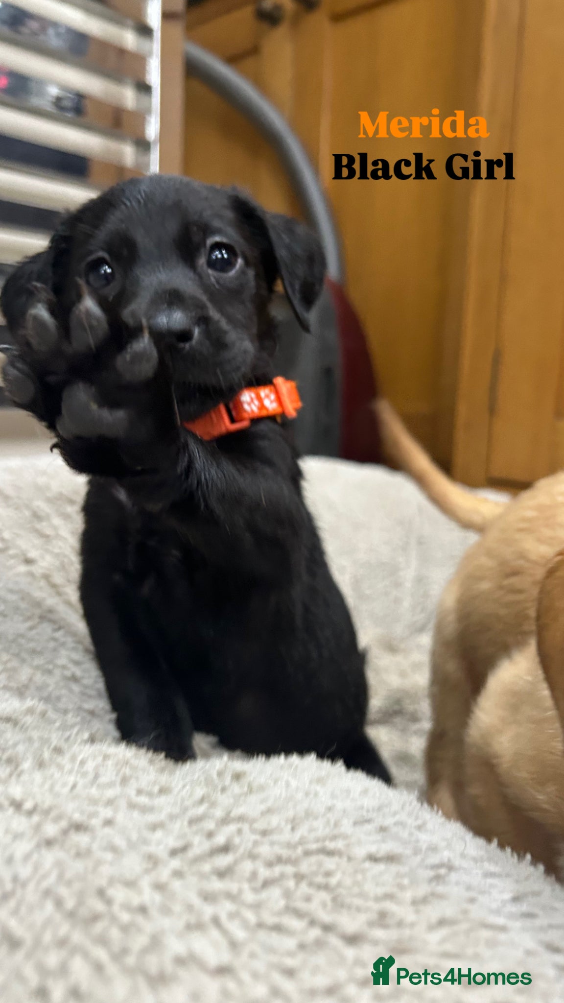 Labrador Retriever dogs STUNNING KC REG BLACK AND YELLOW LABRADORS - Advert 2