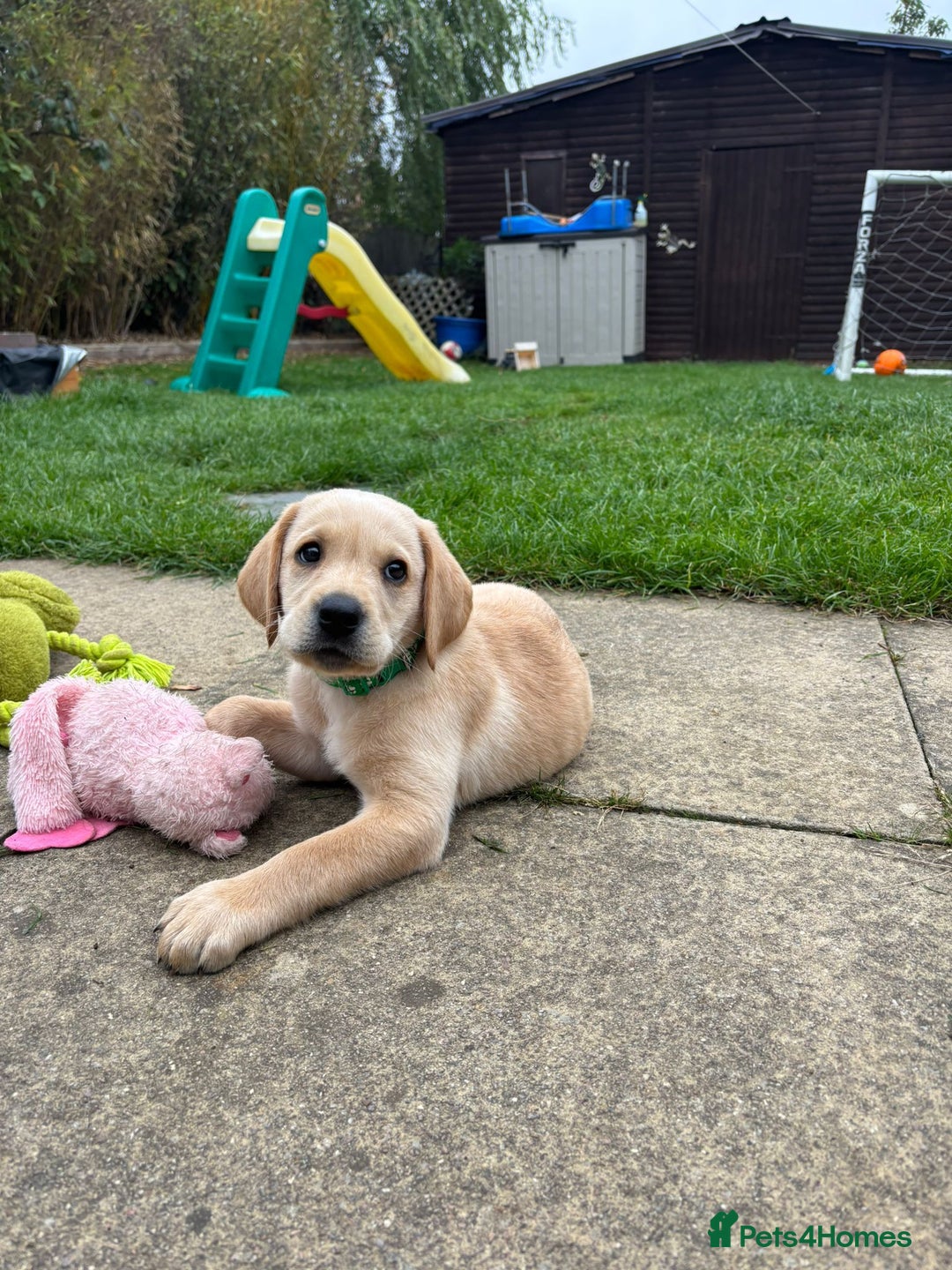 Labrador Retriever dogs for sale: Labrador retriver - Advert 13