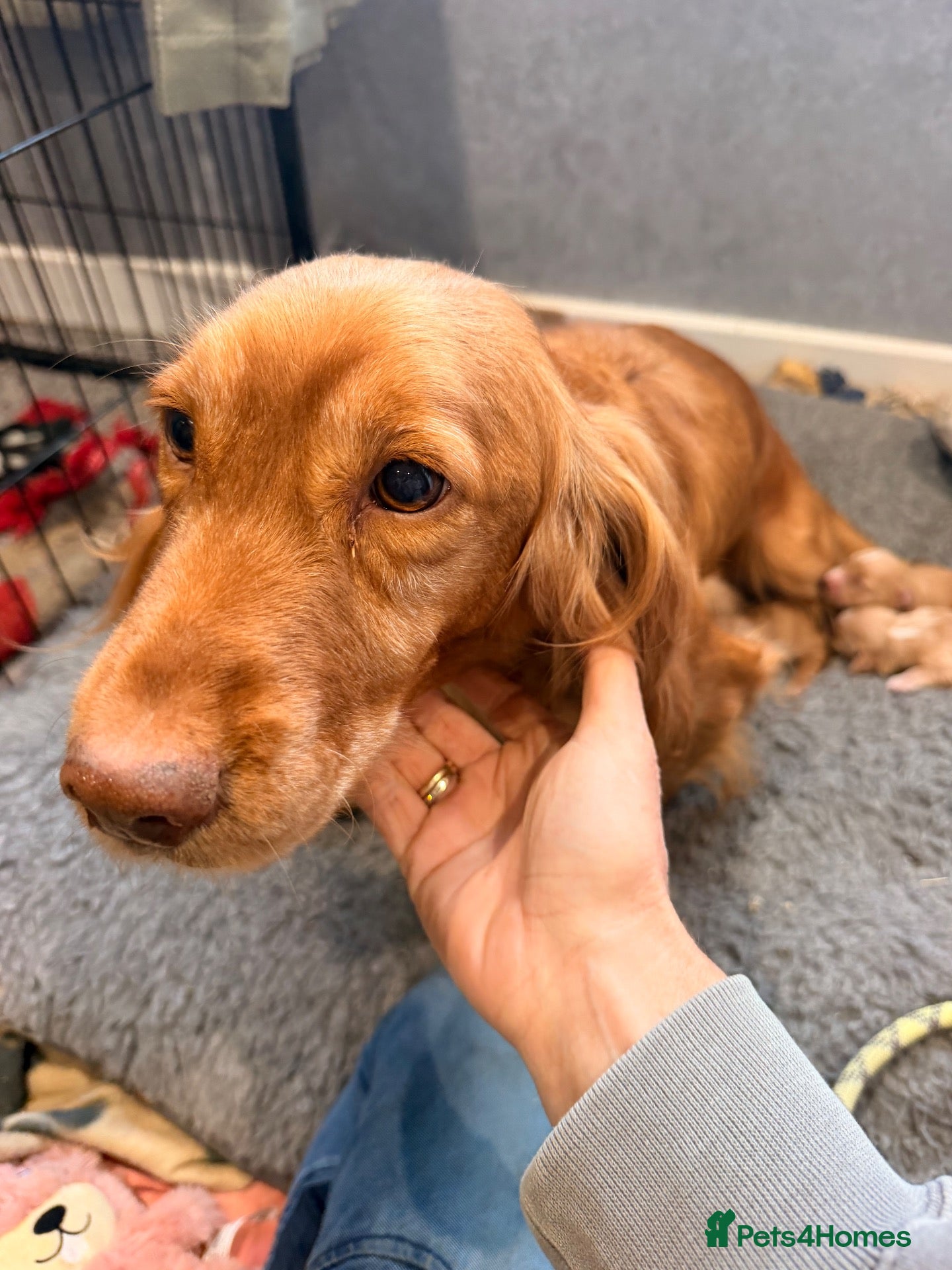Cocker Spaniel dogs for sale: Cocker spaniels puppies  - Advert 1