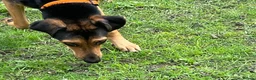Mixed Breed dogs for adoption: Moca needs a loving home  - Advert 3