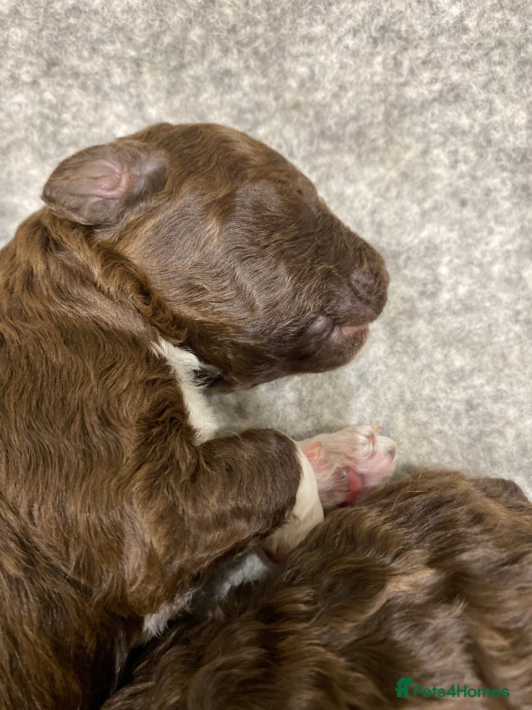 Lagotto Romagnolo dogs for sale: Lagotto Romagnolo puppies  - Advert 22