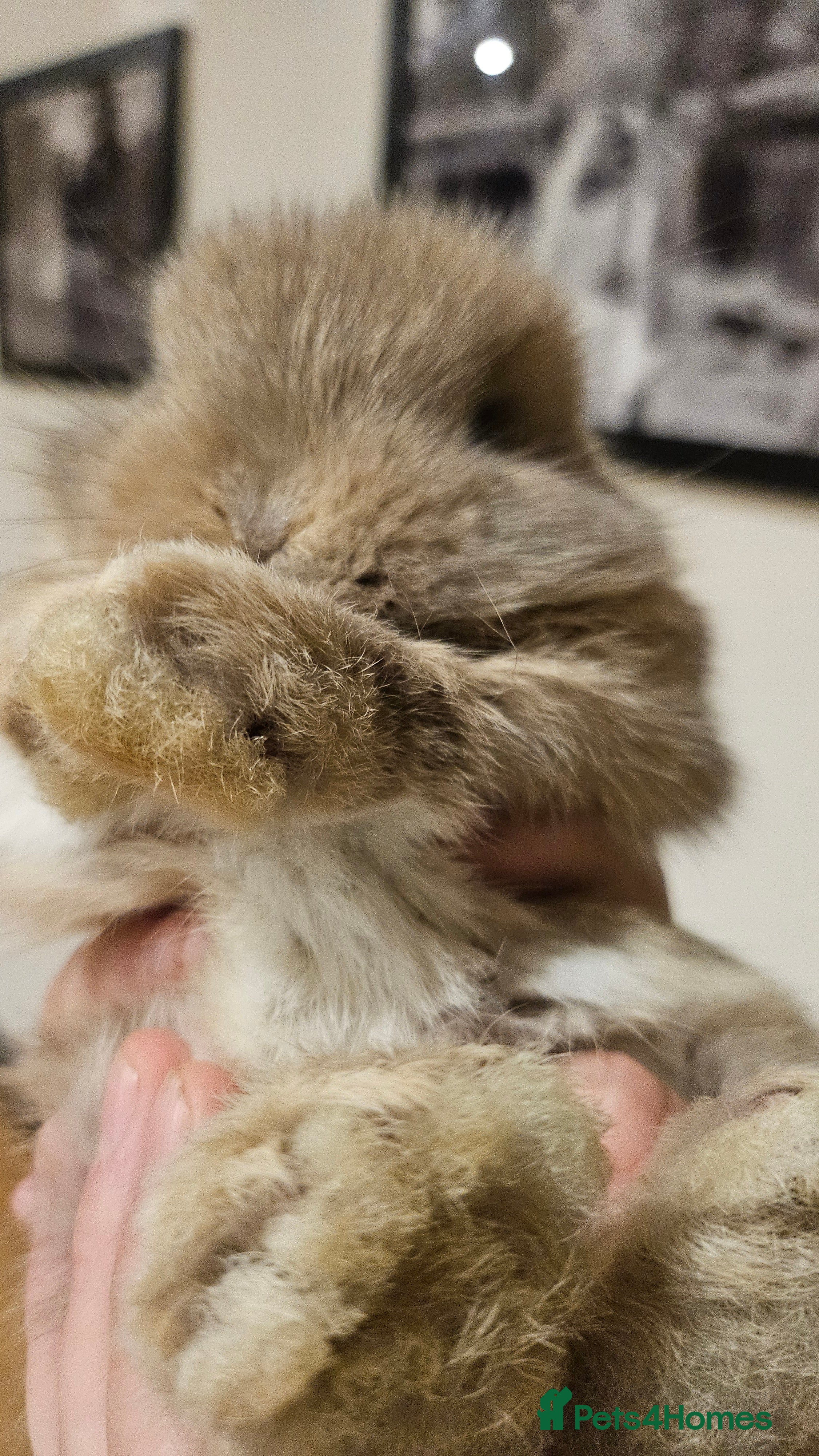 Mini Lop rabbits Ready to leave cuddly mini lops - Advert 5