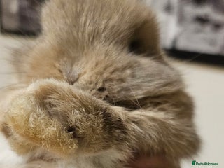 Mini Lop rabbits Ready to leave cuddly mini lops - Advert 5