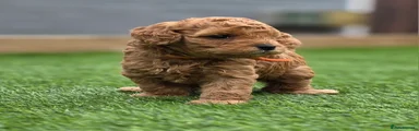 Cavapoo 3