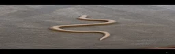 Snake reptiles for sale: Stunning Hognose snake for sale  - Advert 2