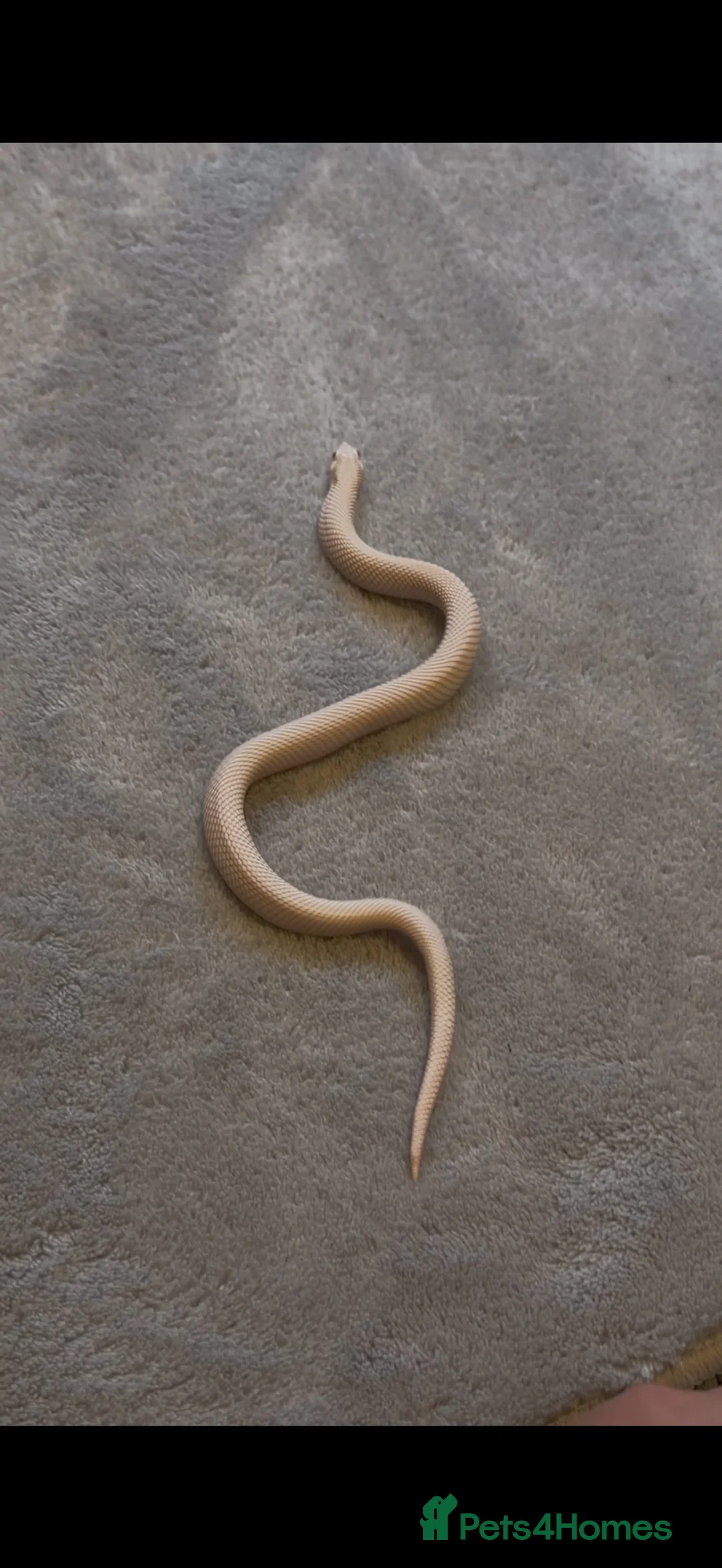Snake reptiles for sale: Stunning Hognose snake for sale  - Advert 2