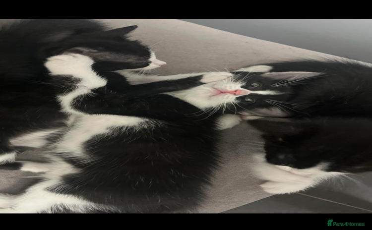 Domestic Shorthair cats - Advert 6