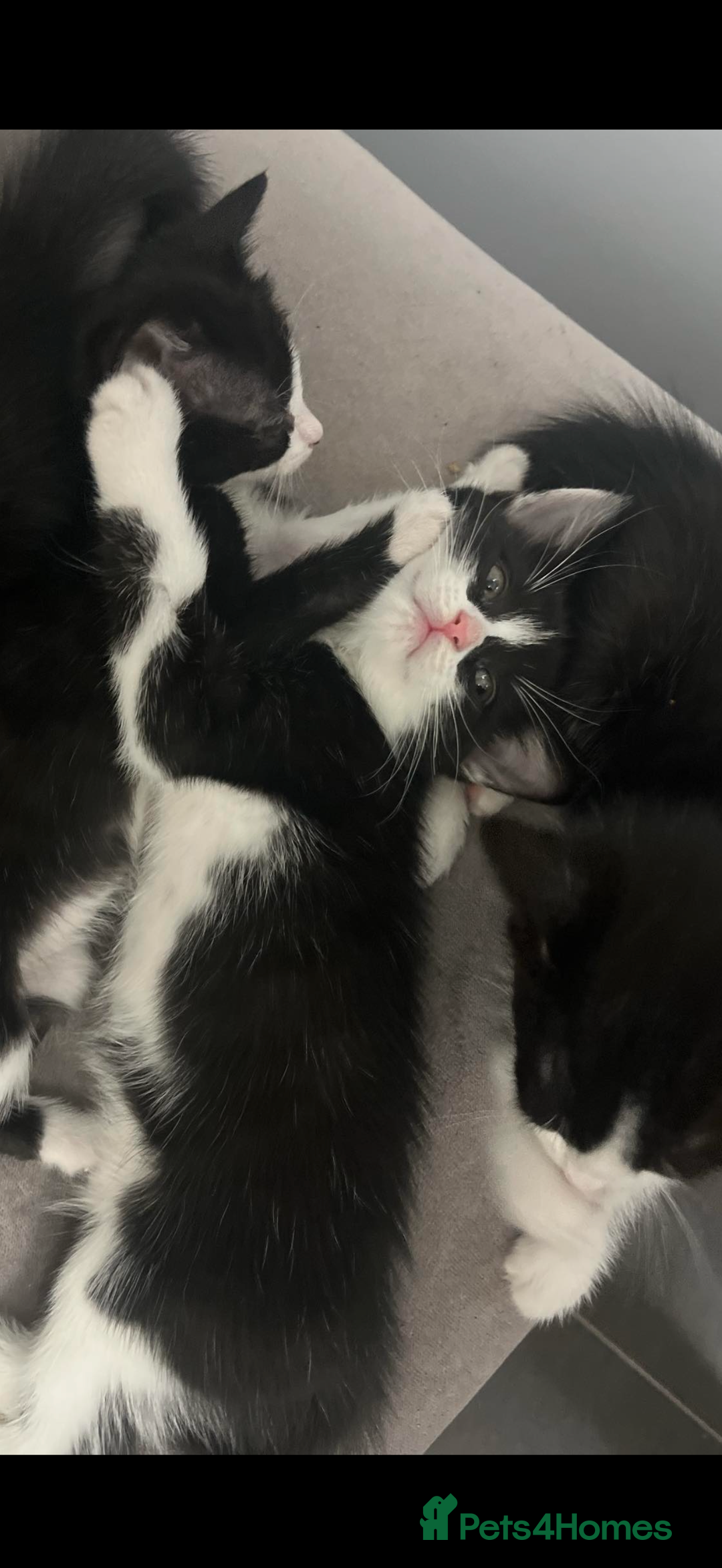Domestic Shorthair cats for sale: 2 female kittens for sale as a pair  - Image 1