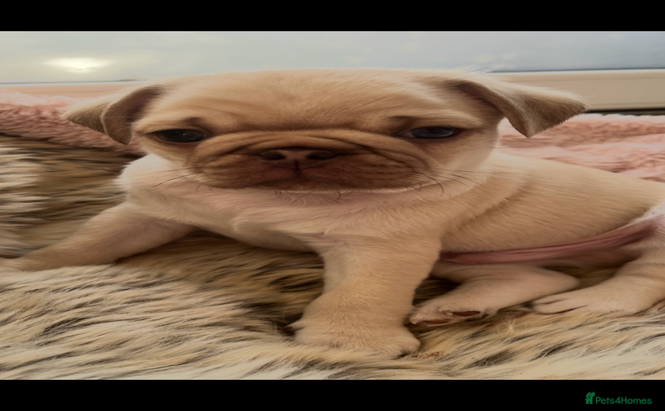 Pug dogs - Advert 16