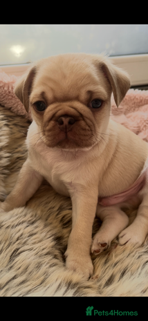 Pug dogs - Advert 1