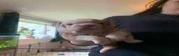 Mixed Breed dogs for sale: Olde English bulldog cross puppies - Advert 17