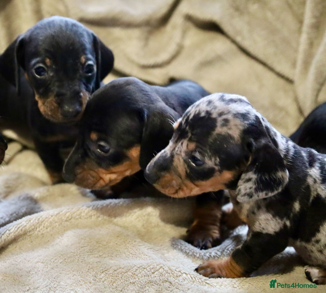 Dachshund dogs for sale: Dachshund Cute Puppies Looking for Forever Home   - Image 4