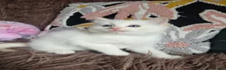 Ragdoll cats for sale: GCCF Registered Gorgeous Kittens  - Advert 34