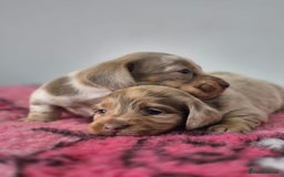 Miniature Dachshund dogs for sale: KC Registered Miniature Dachshund  - Image 5