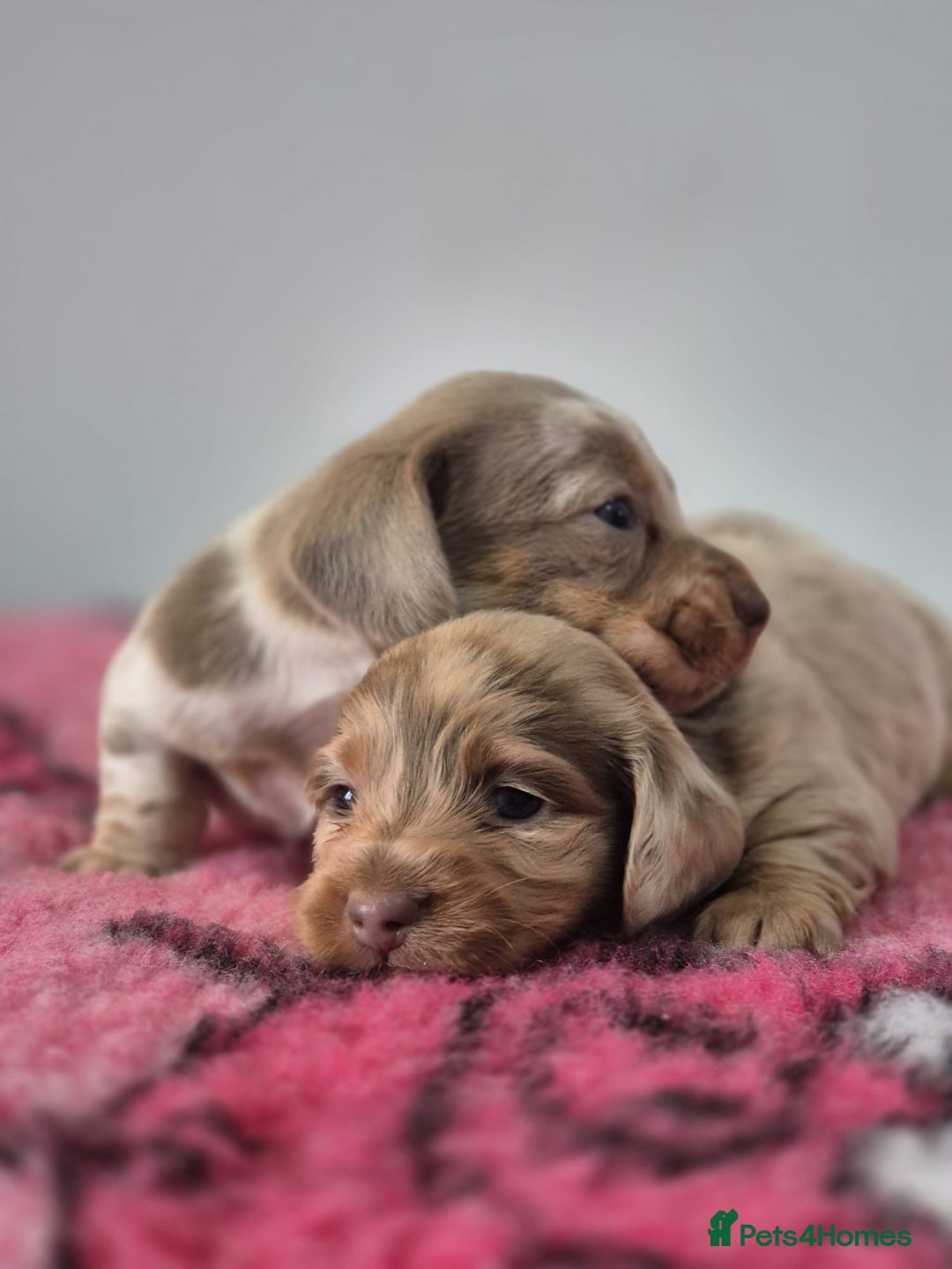 Miniature Dachshund dogs for sale: KC Registered Miniature Dachshund  - Image 5