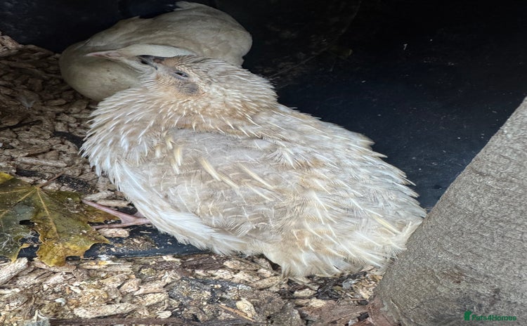 Quail poultry for sale - Advert 2