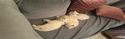 British Shorthair cats for sale: Beautiful Cream Coloured British Shorthair kittens in Manchester - Advert 6