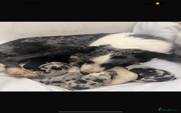 Border Collie dogs for sale: Blue Merle border collies - Image 7